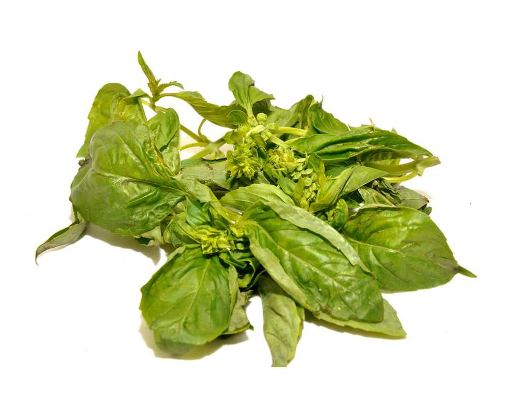 Basil Leaves