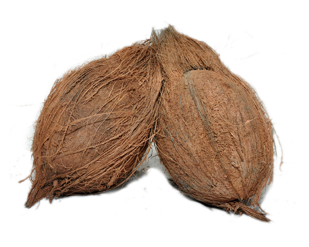 Coconut-Medium