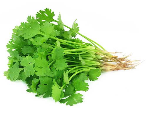 Coriander (Dhaniya) (100gm)